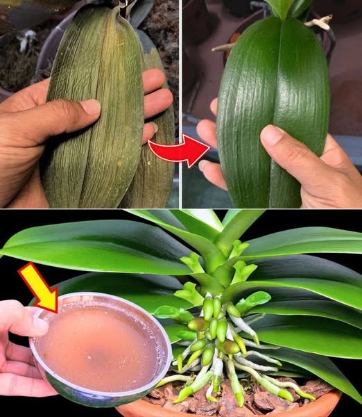 Come prendersi cura delle orchidee per ottenere foglie sane e verdi: semplici trucchi