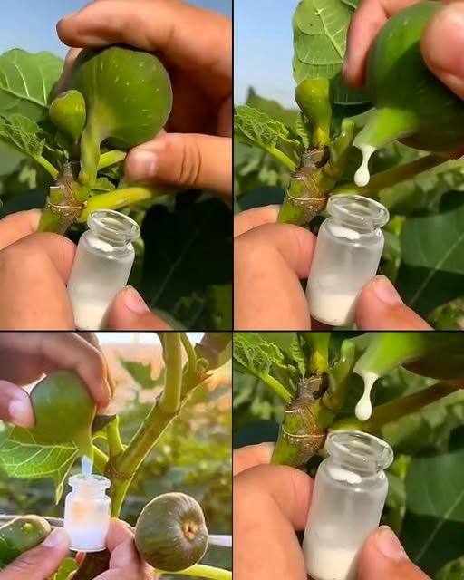 Succo di fico: un tesoro della natura da consumare quotidianamente