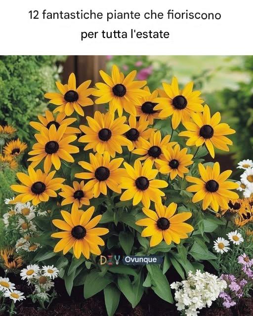 12 fantastiche piante che fioriscono per tutta l'estate