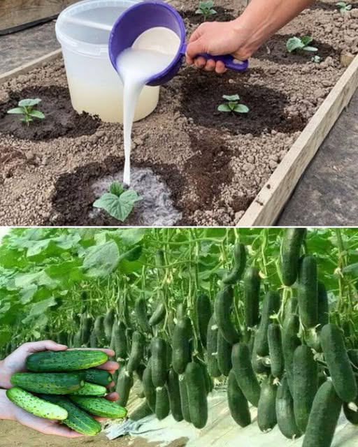 Aglio, pomodori e cetrioli: come ottenere raccolti più sani grazie al lievito naturale