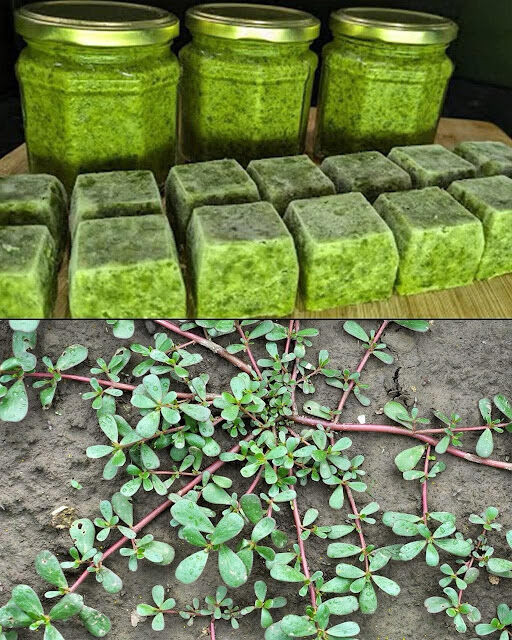 Cosa succede al tuo corpo se mangi portulaca ogni giorno, soprattutto dopo i 60 anni?