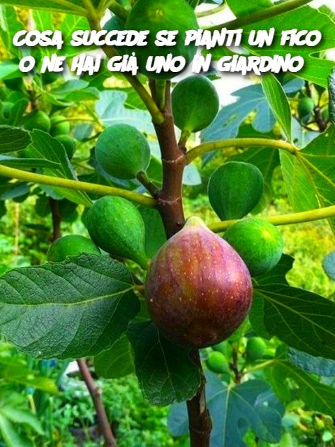 Cosa succede se pianti un fico o ne hai già uno in giardino?
