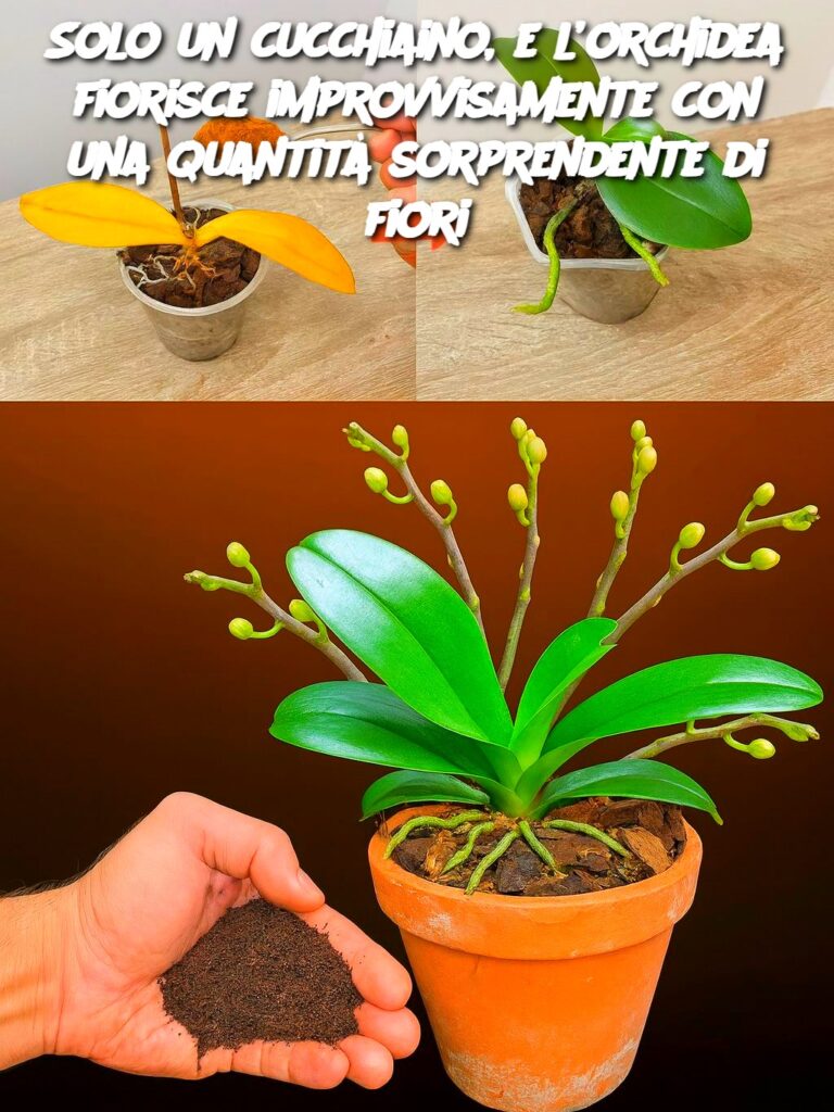 Solo un cucchiaino, e l’orchidea fiorisce improvvisamente con una quantità sorprendente di fiori