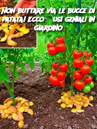 Non buttare via le bucce di patata! Ecco 6 usi geniali in giardino