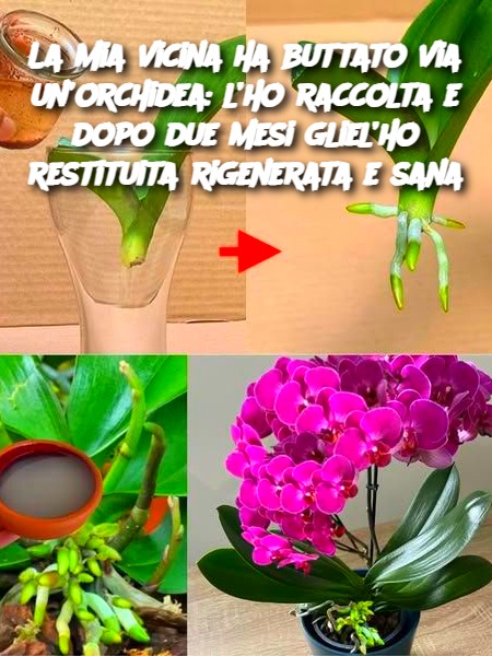 La mia vicina ha buttato via un’orchidea: l’ho raccolta e dopo due mesi gliel’ho restituita rigenerata e sana
