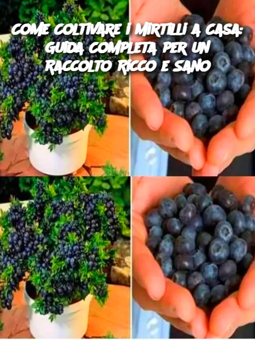 Come Coltivare i Mirtilli a Casa: Guida Completa per un Raccolto Ricco e Sano