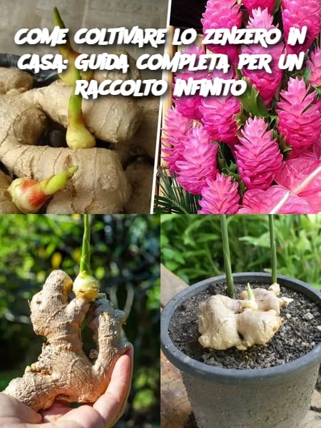 Come coltivare lo zenzero in casa: Guida completa per un raccolto infinito
