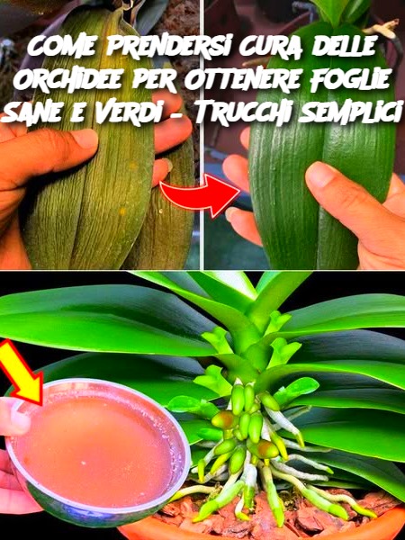 Come Prendersi Cura delle Orchidee per Ottenere Foglie Sane e Verdi – Trucchi Semplici