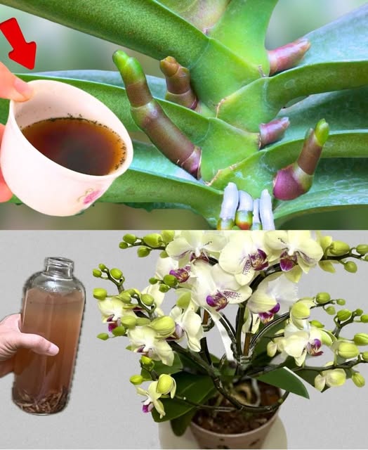 Un'orchidea molto frondosa, se la annaffi con questo, sarà 10 volte più bella