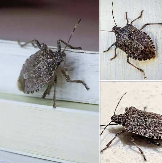 Cimici dei letti "diaboliche": come liberarsene in modo efficace?