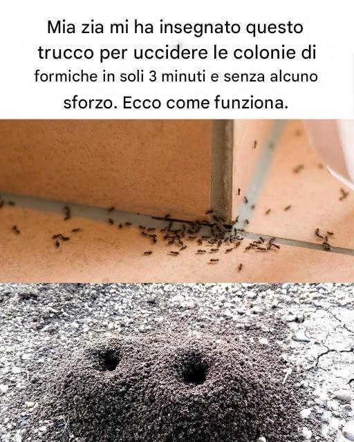 Dì addio alle formiche in casa con questo semplice trucco
