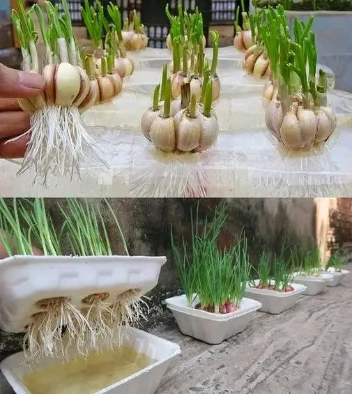 🧄 Smettila di comprare aglio: coltivalo all’infinito con semplici trucchi per casa e giardino