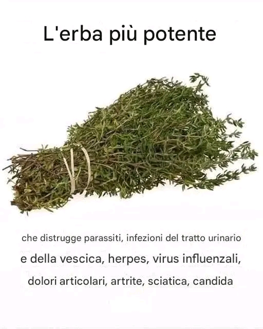 L'ERBA CHE MOLTI DICENO HA UTILIZZI TRADIZIONALI EFFICACI PER IL BENESSERE