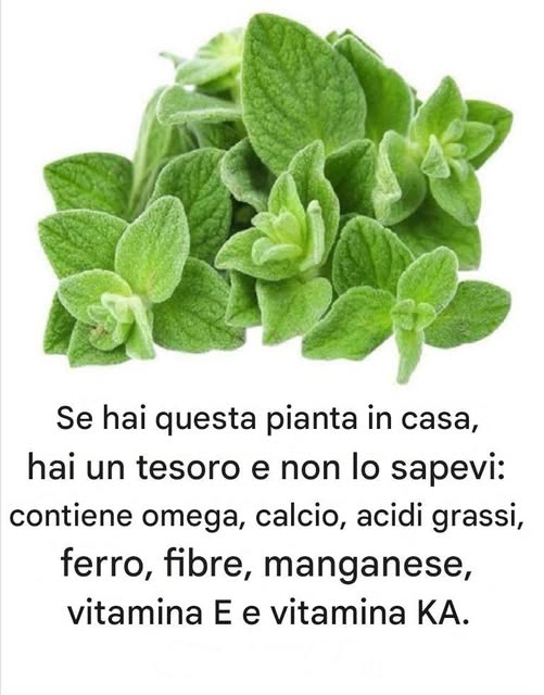 Se hai questa pianta in casa, hai un tesoro e non lo sapevi