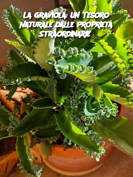La Graviola: Un Tesoro Naturale dalle Proprietà Straordinarie