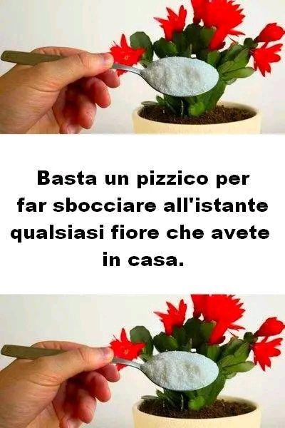 "Un pizzico di magia: la foto che fa sbocciare i fiori (e un sorriso