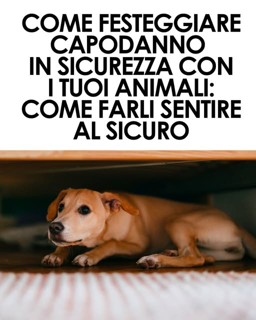 Capodanno con gli animali, come festeggiarlo in sicurezza e serenità