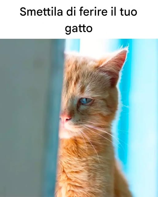 16 cose che feriscono emotivamente il tuo gatto (spesso senza che tu te ne accorga)
