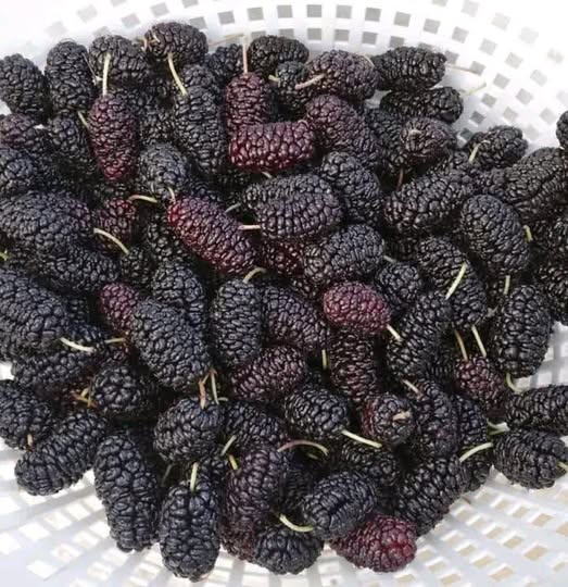 La Confettura Suprema di Gelsi Neri