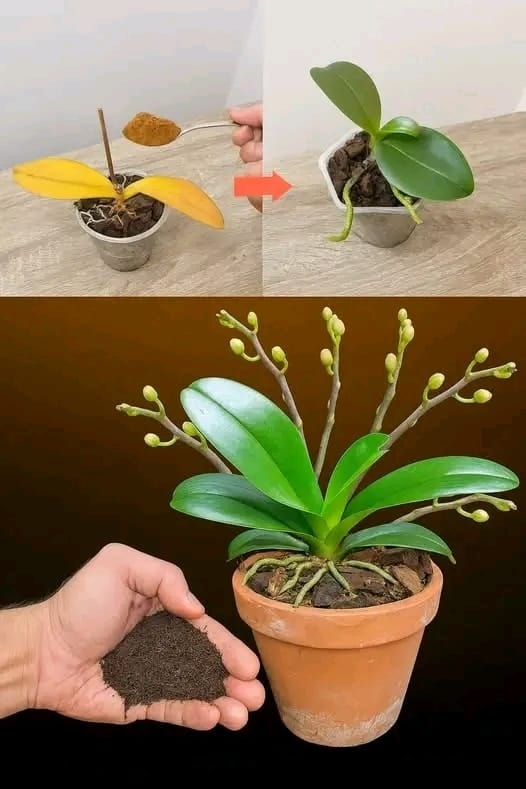 Un cucchiaino fa esplodere un'orchidea di fiori: il segreto naturale per una fioritura rigogliosa