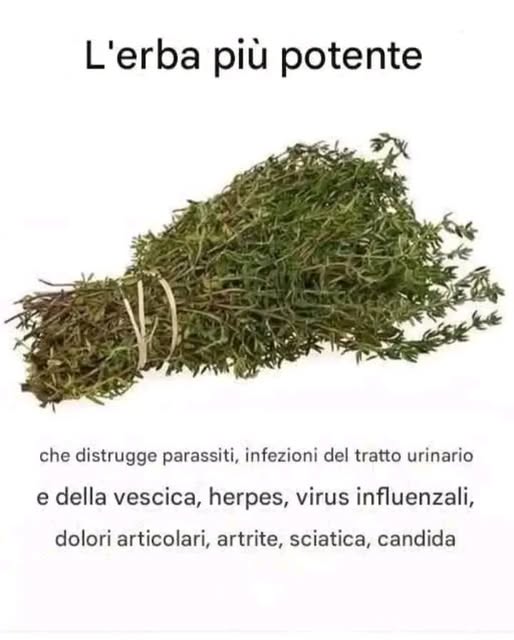 Lerba più potente che aiuta