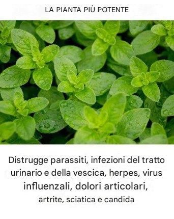 È una delle piante più potenti al mondo.