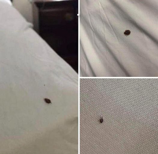 Come Eliminare Questo Problema Fastidioso da Letti e Vestiti: La Soluzione Definitiva!