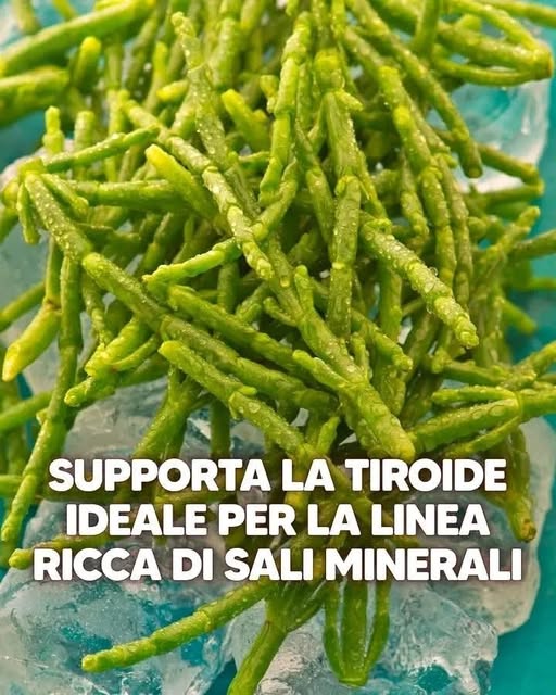 Benefici e Controindicazioni della Salicornia