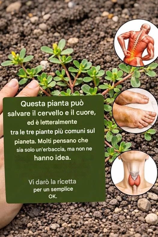 LA PIANTA PIÙ POTENTE DEL MONDO