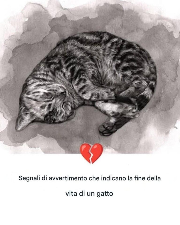 11 segnali che indicano che il tuo gatto è prossimo alla fine della sua vita