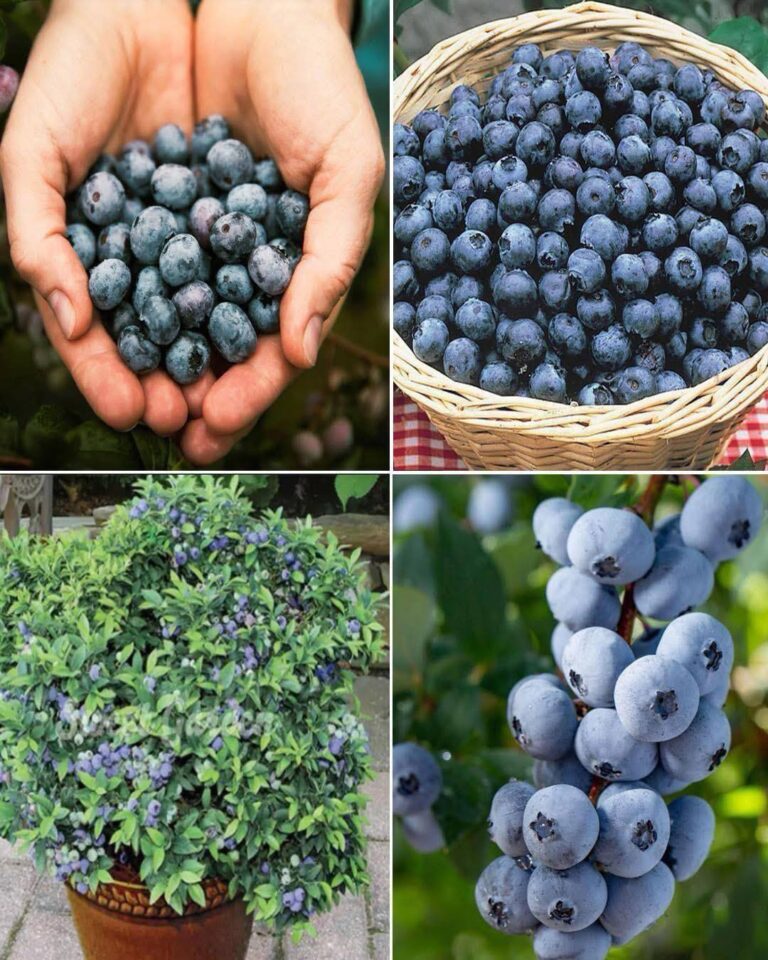 Come coltivare i mirtilli in casa in vaso?