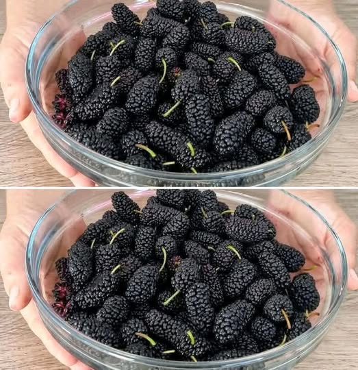 Come coltivare il gelso nero in vaso a casa e avere tantissimi frutti