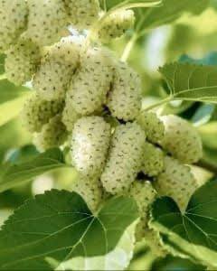 Non so che frutto sia, lo vedo per la prima volta