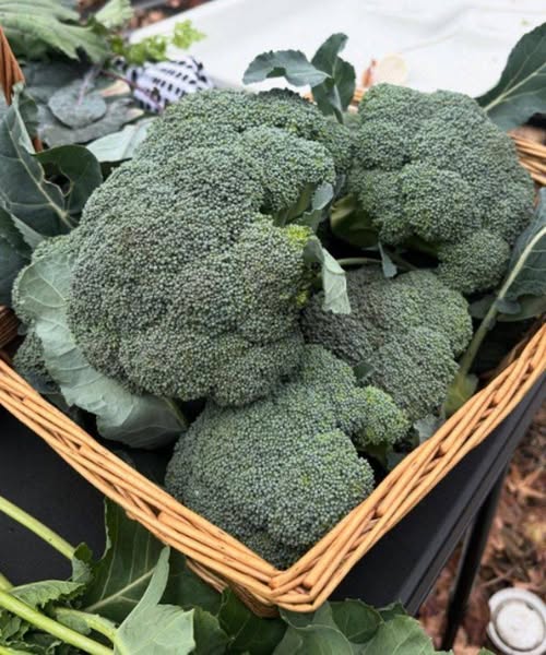 I medici rivelano che mangiare broccoli provoca...
