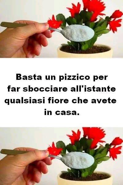 Basta un pizzico per far sbocciare all istante qualsiasi fiore che avete in casa
