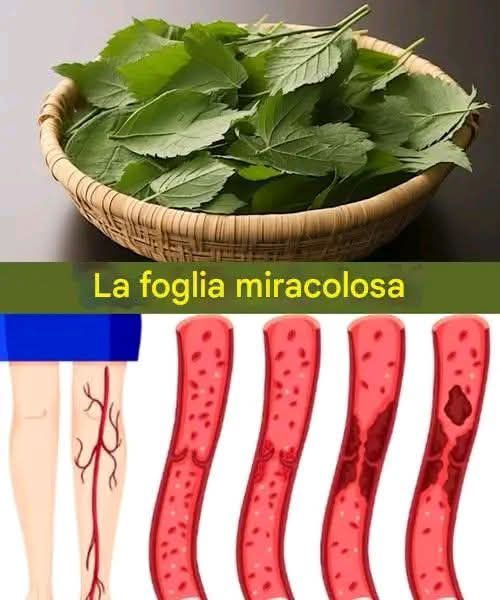 La foglia riduce il diabete