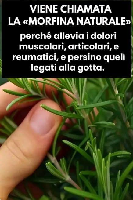 Infuso naturale per alleviare il dolore