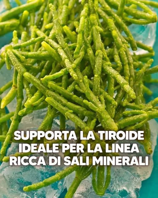 Benefici e Controindicazioni della Salicornia