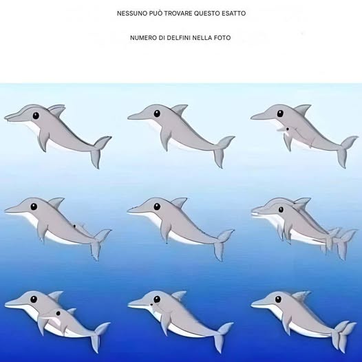 Quanti delfini vedi nella foto?