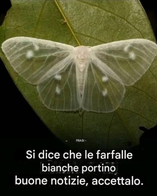 Cosa significa quando una farfalla nera ti fa visita?