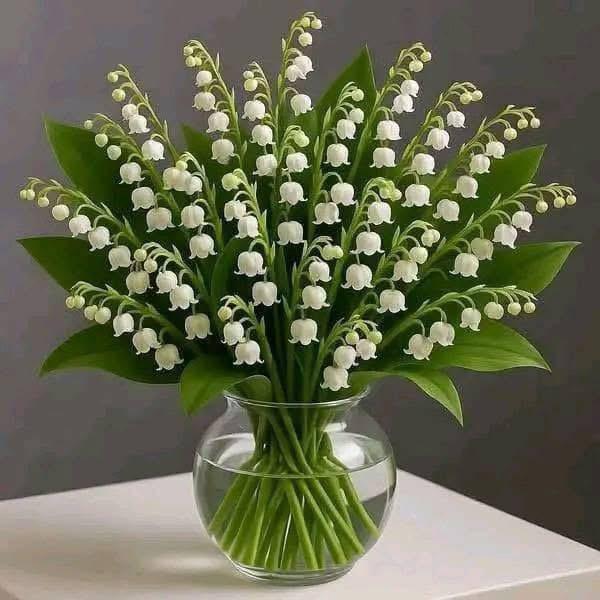 Non rifiutare questo mughetto, fra due ore arriverà la tua fortuna.