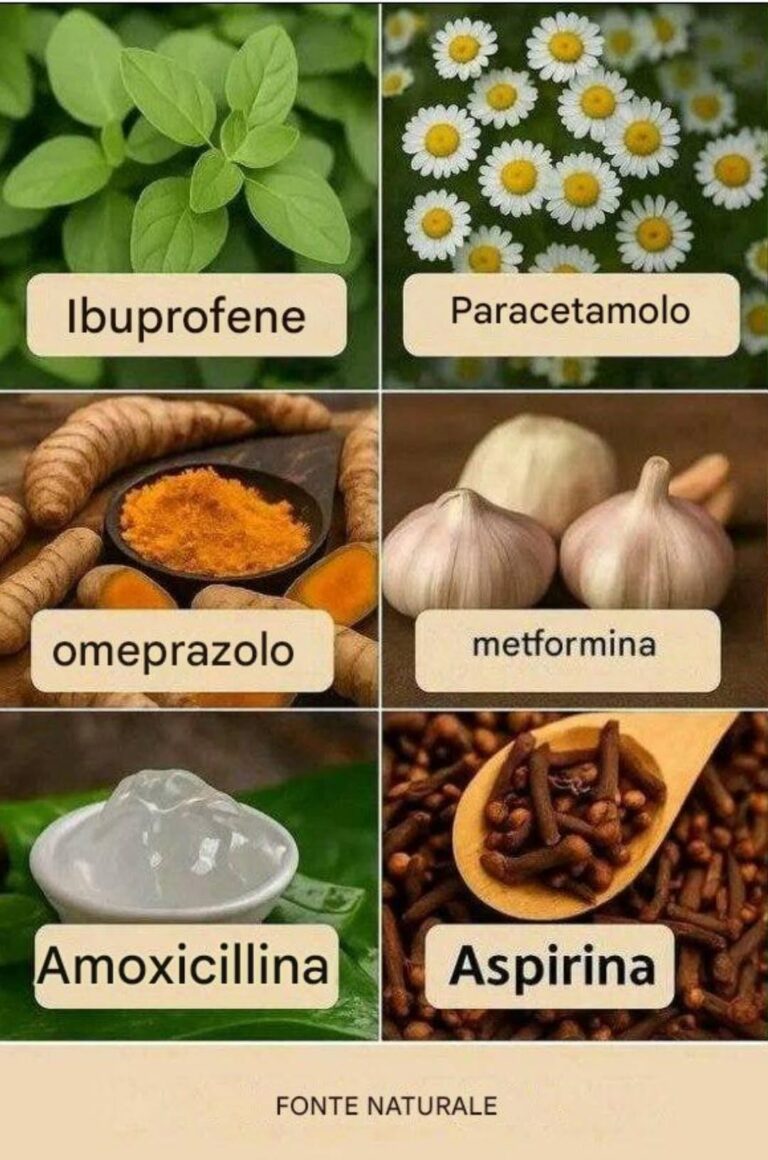 Alla scoperta del potere delle piante e dei rimedi naturali