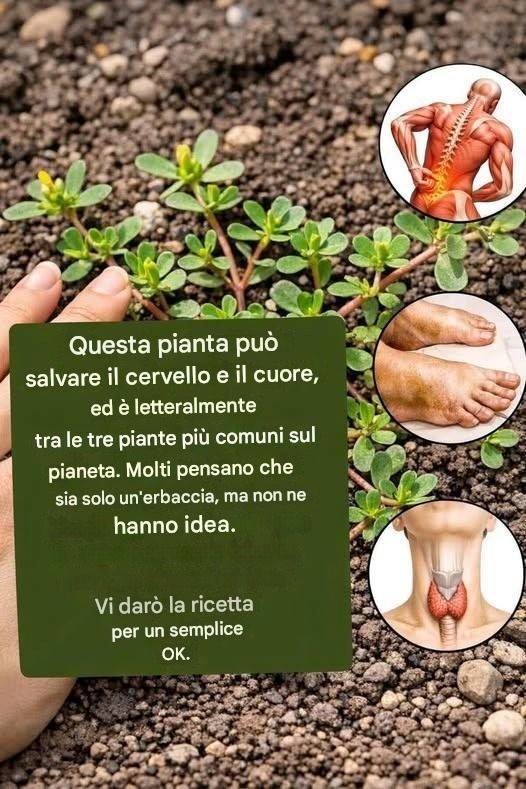 LA PIANTA PIÙ POTENTE DEL MONDO... scopri di più