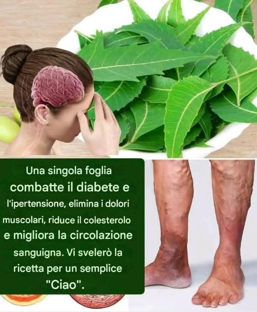 Principali Benefici per la Salute delle Foglie di Alloro