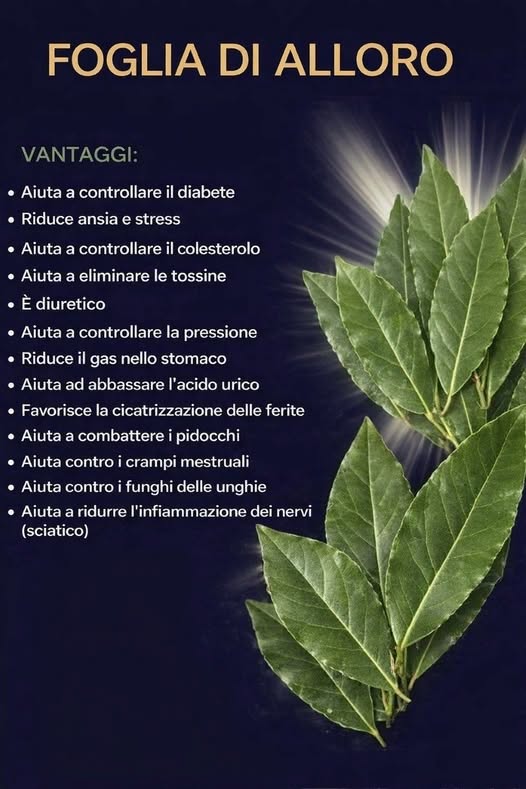 Una singola foglia di alloro bollita può trasformare la tua salute Leggi il primo commento per maggiori dettagli 👇💬