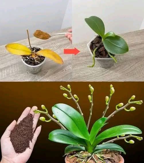 Solo un cucchiaino e all improvviso lorchidea sboccia miracolosamente tanti fiori