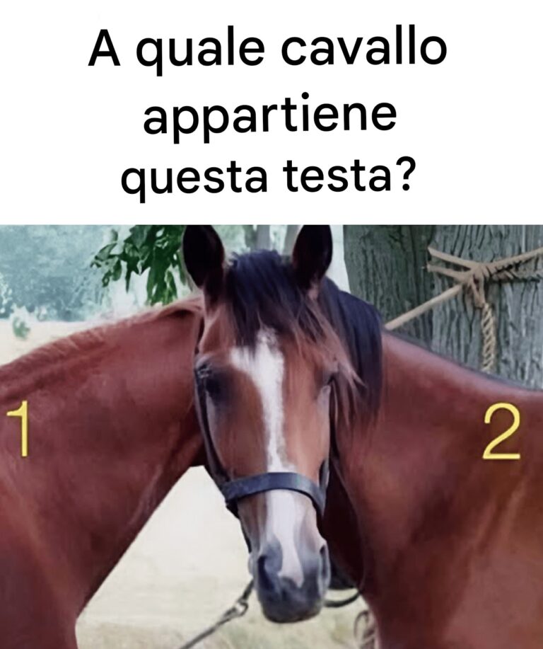 A quale cavallo appartiene questa testa?🐴 Un enigma che ha lasciato perplesse migliaia di persone! 👉Scopri l'analisi e la risposta tramite il link nel primo commento.👇👇👇