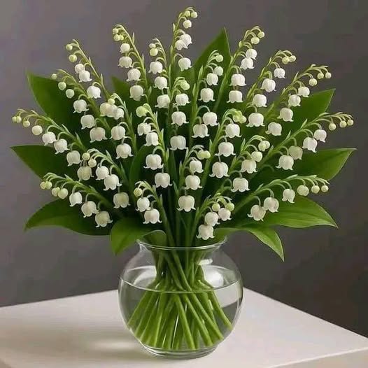 Non rifiutare questo mughetto, fra due ore arriverà la tua fortuna.