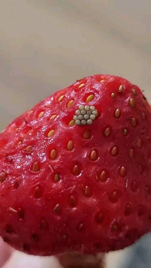 La bellezza e i segreti delle fragole: quando i dettagli svelano un mondo nascosto