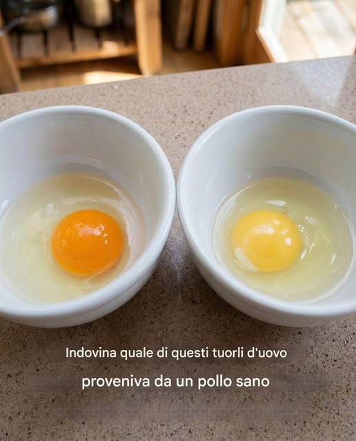 Indovina quale di questi tuorli d’uovo proviene da una gallina sana…